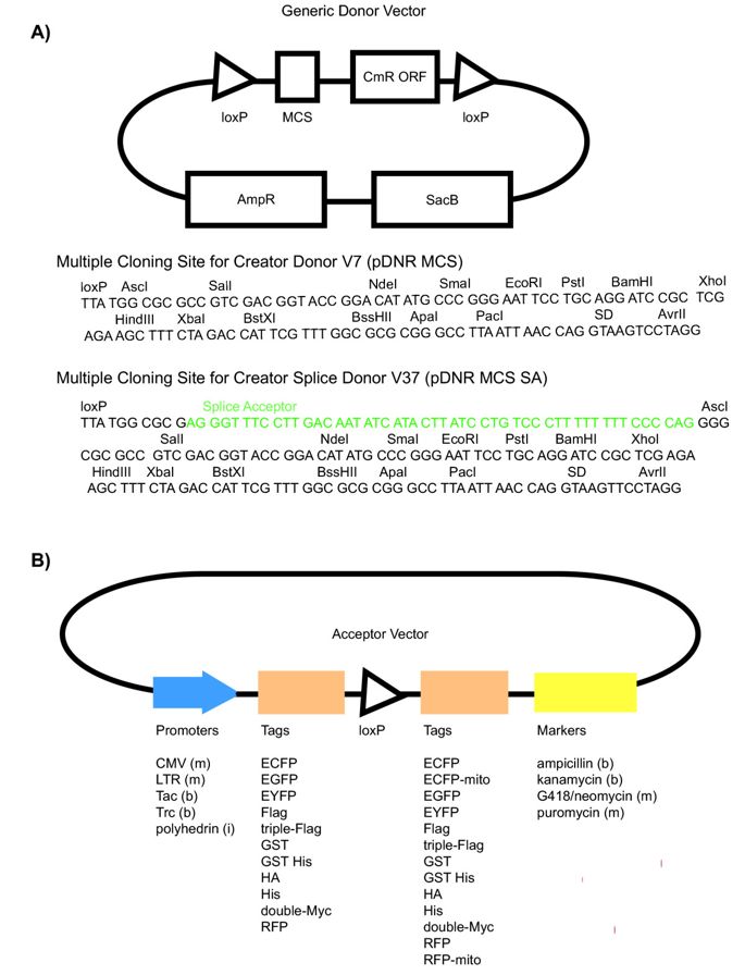 685x896 Modification Of The Creator Recombination System For Proteomics