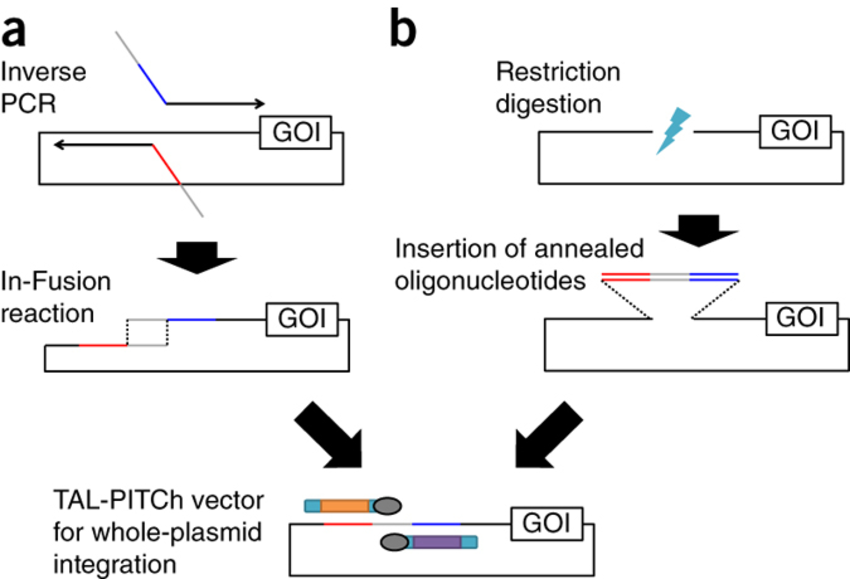 850x579 Options For Constructing The Tal Pitch Donor Vector