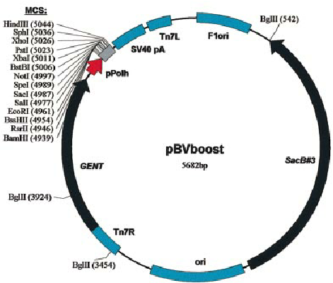 471x400 Plasmid Map Of The Pbvboost Donor Vector The Insect Cell