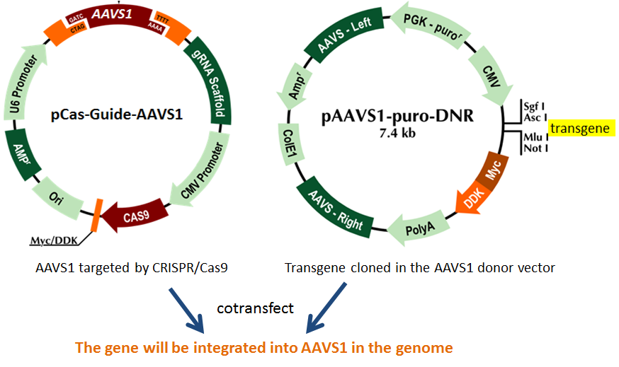 874x519 Transgene Knockin Vector Kit Crispr Vector Origene