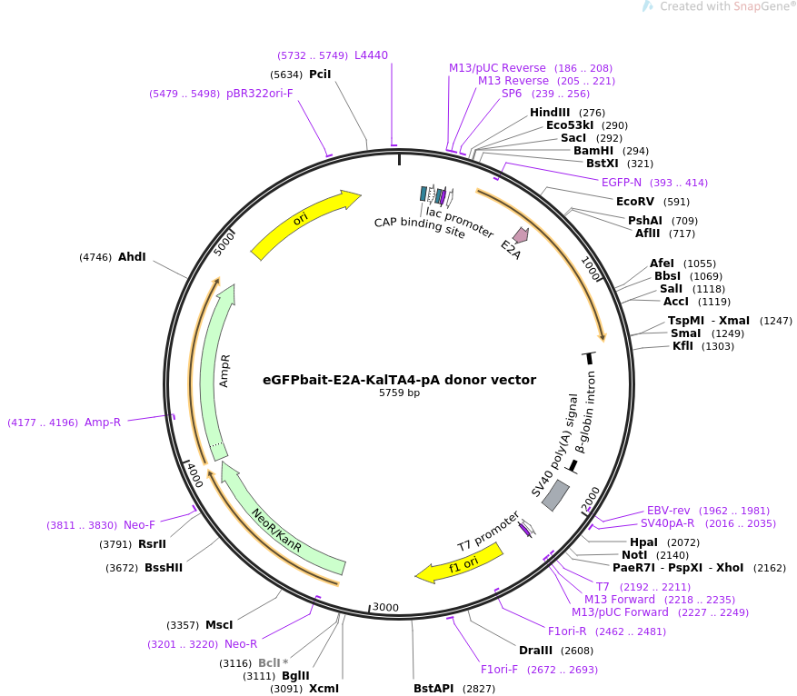 877x766 Addgene Egfpbait Pa Donor Vector
