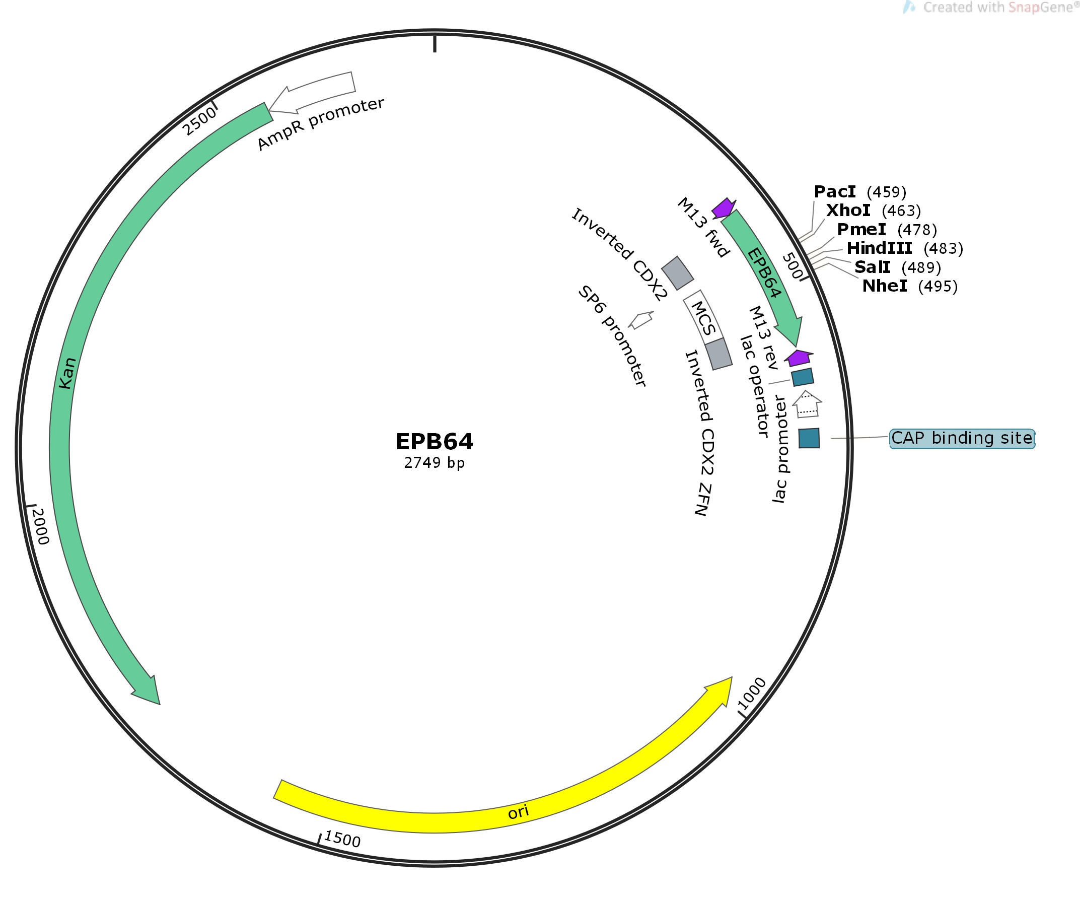 2145x1785 Addgene Obligare Donor
