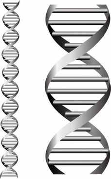 228x368 Dna Double Helix Free Vector Download