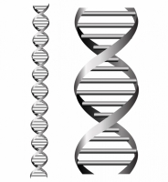 184x200 Dna Helix Free Vector Graphic Art Free Download
