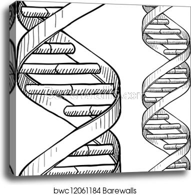 382x390 Seamless Dna Double Helix Pattern, Canvas Print Barewalls