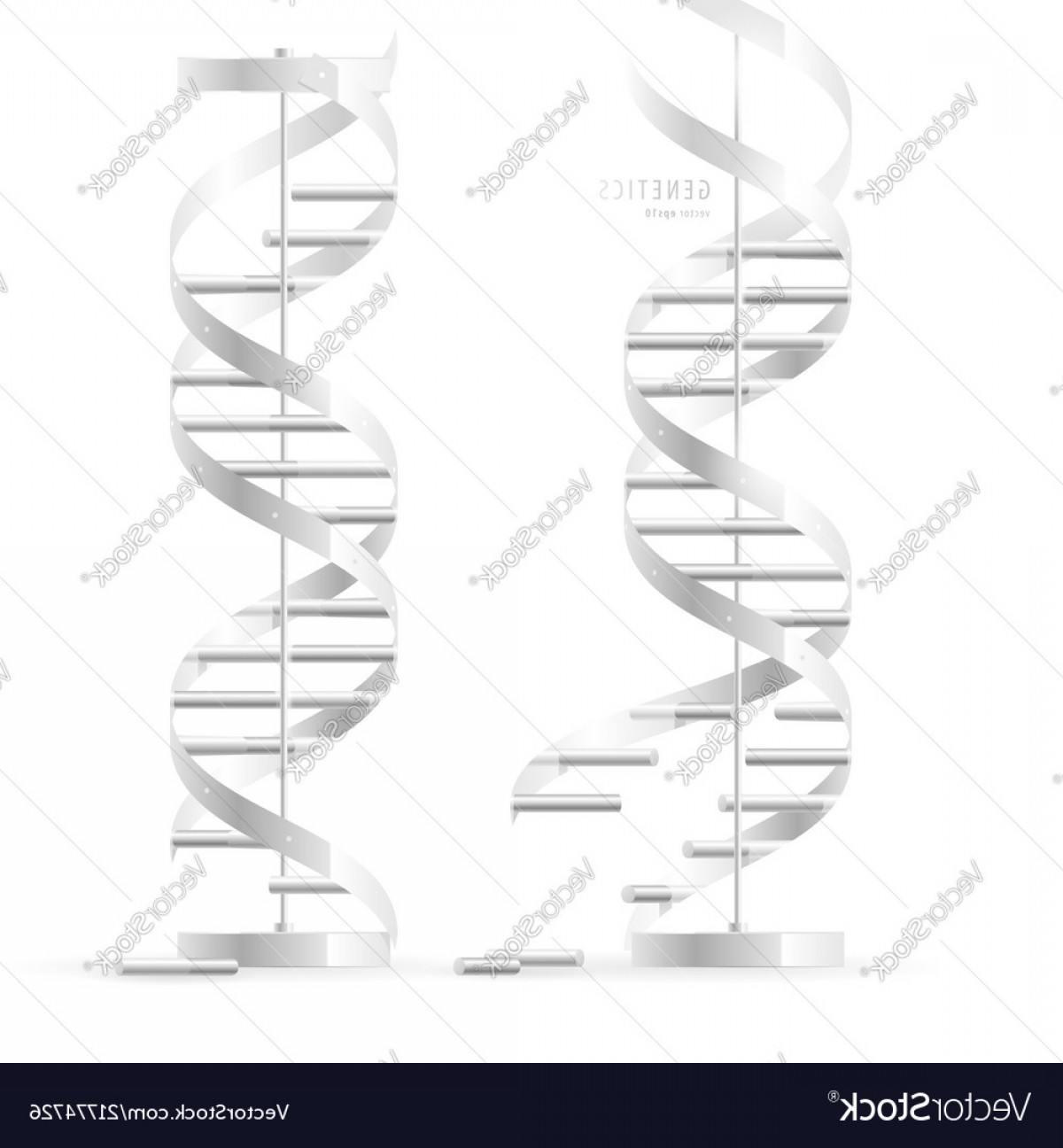 1200x1296 Dna Double Helix Realistic Structural Models Vector Soidergi