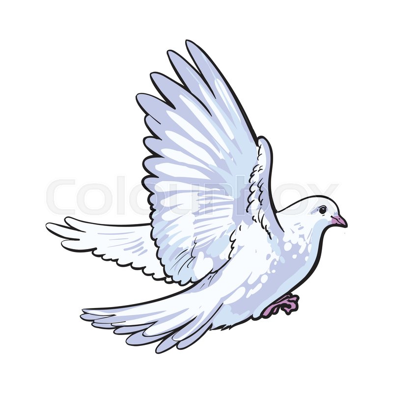 800x800 White Dove Icon