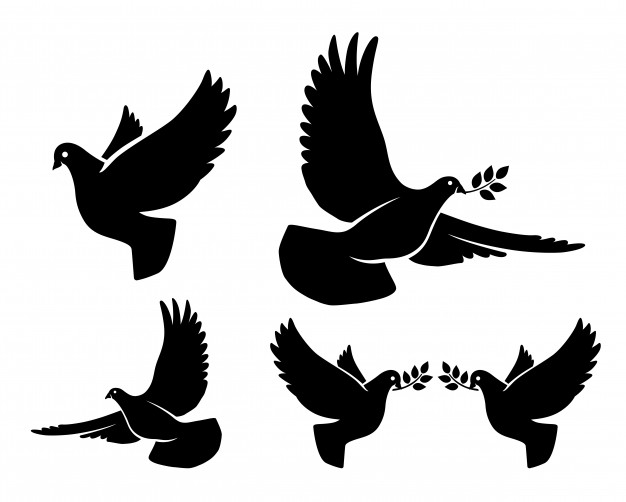 Dove Vectors, Photos And Free Download 626x502 Dove Vectors, Photos And Free Download