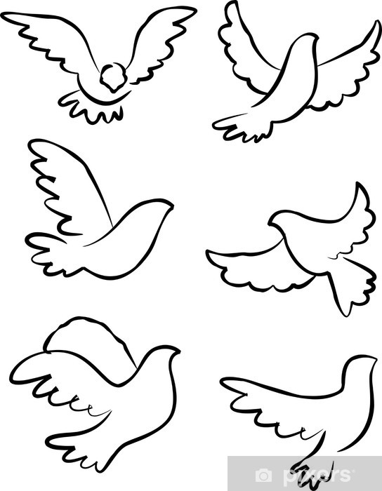 Dove Vector Wall Mural 544x700 Dove Vector Wall Mural