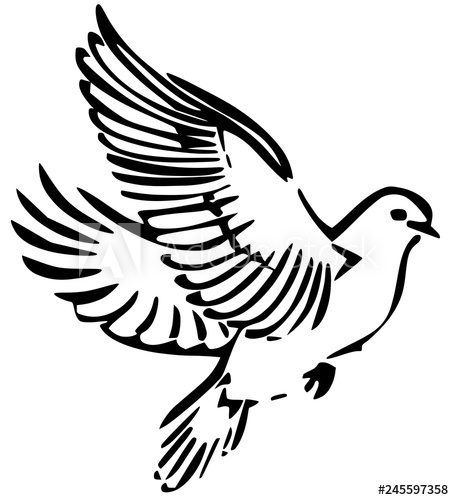 454x500 Dove Vector Illustration