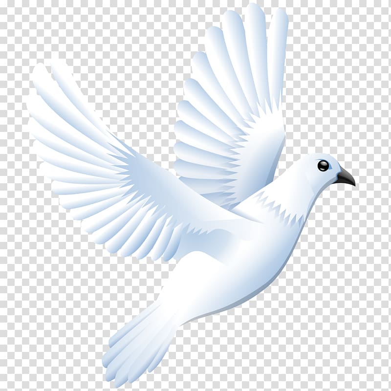 800x800 Dove Vector Transparent Background Png Cliparts Free Download