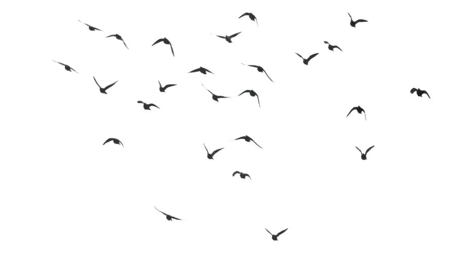 900x520 Flying Doves Png Images