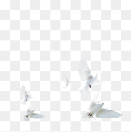 260x261 Flying Doves Png Images