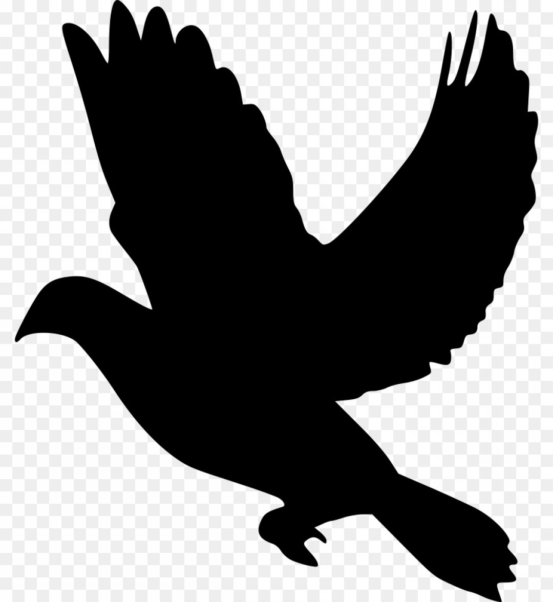 1080x1176 Png Domestic Pigeon Columbidae Clip Art Dove Vector Soidergi