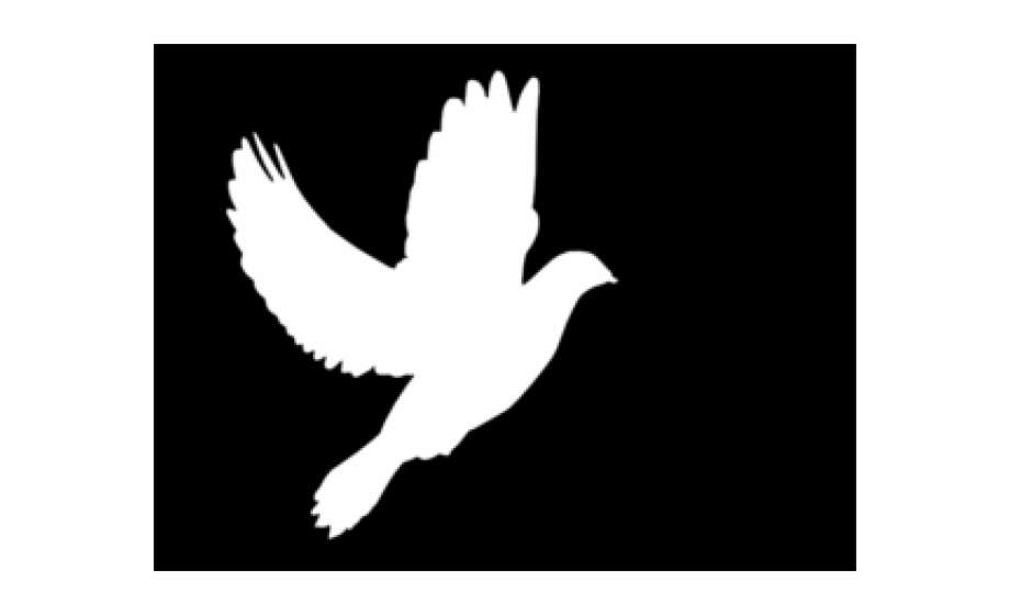 920x560 White Dove Clipart Dove Bird
