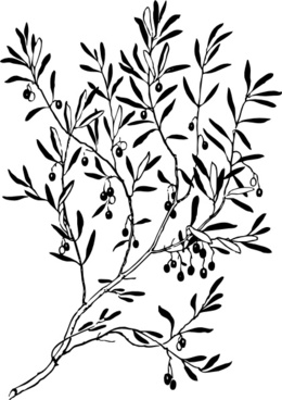 260x368 Dove Olive Branch In Its Mouth Free Vector Download