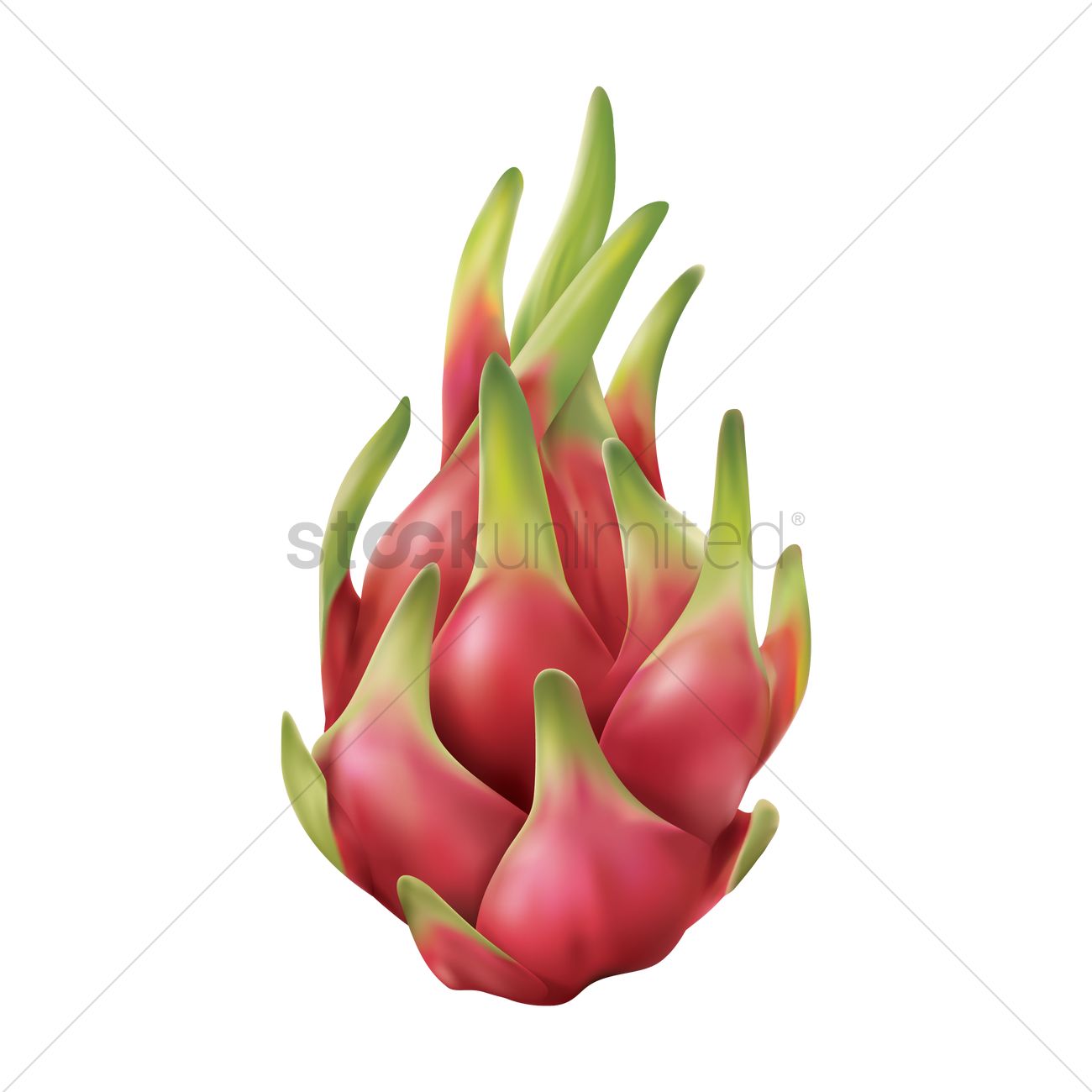 1300x1300 Dragon Fruit Vector Image