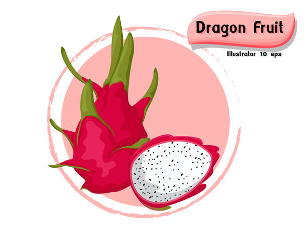 600x450 Dragon Fruit Illustration Vector Free Download