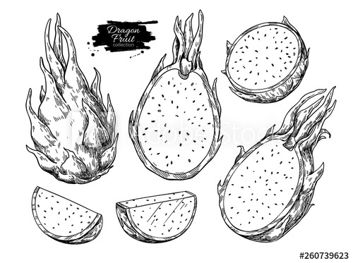 500x373 Dragon Fruit Vector Drawing Set Hand Drawn Tropical Food
