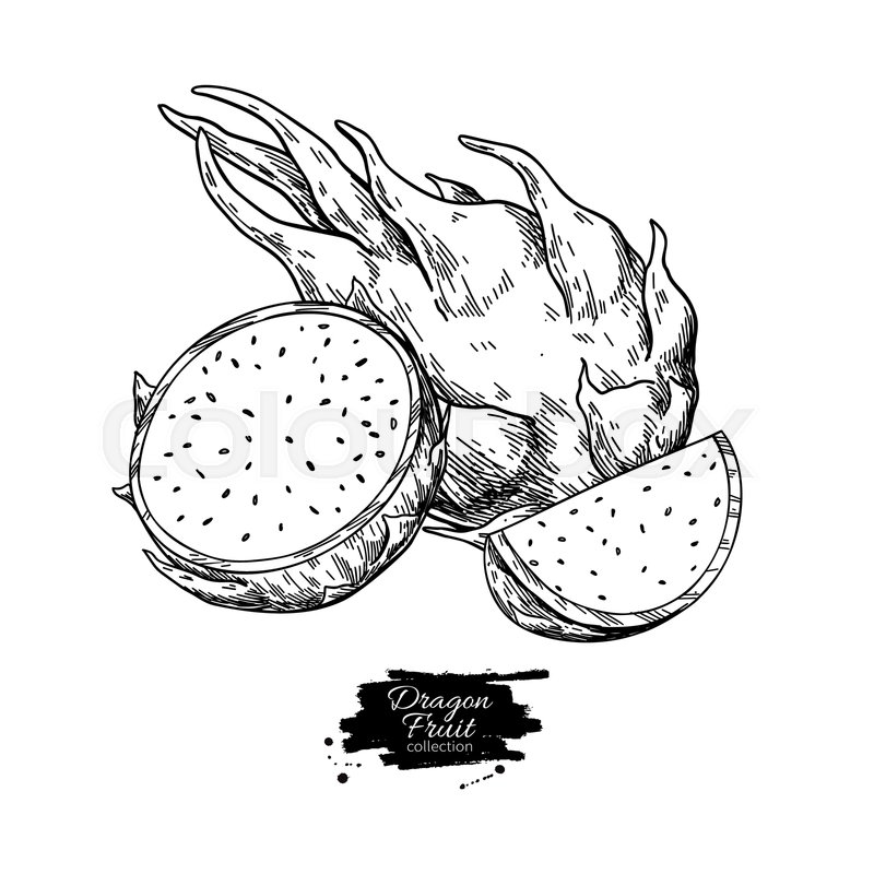 800x800 Dragon Fruit Vector Drawing Hand Stock Vector Colourbox