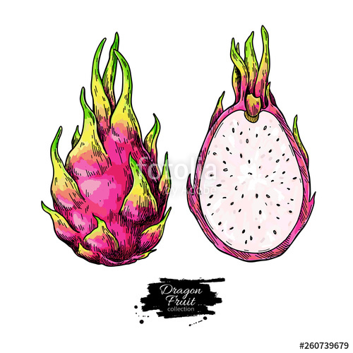 500x500 Dragon Fruit Vector Drawing Hand Drawn Tropical Food Illustration