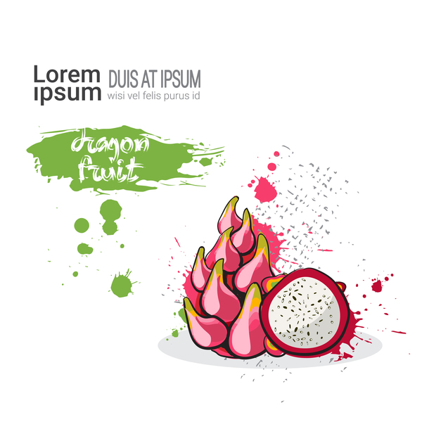 600x600 Dragon Fruit Watercolor Drawn Vector Free Download