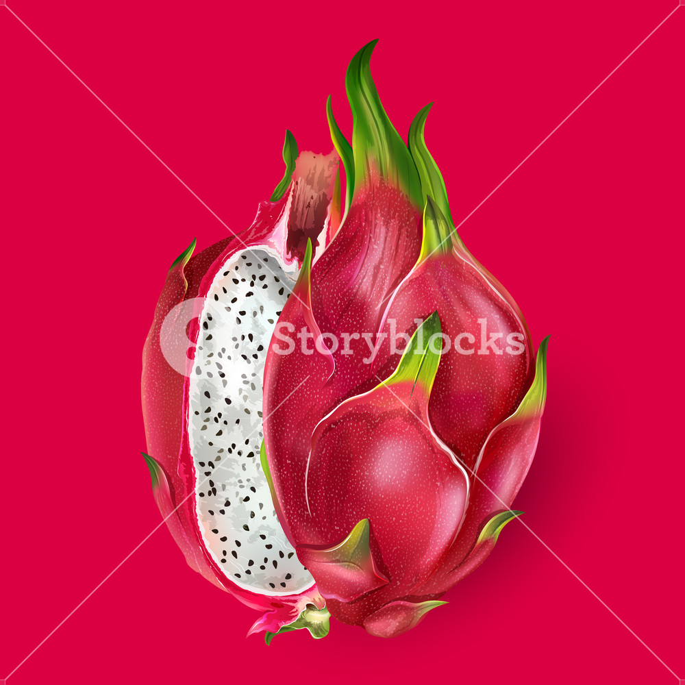 1000x1000 Dragon Fruit Vector Illustration Royalty Free Stock Image