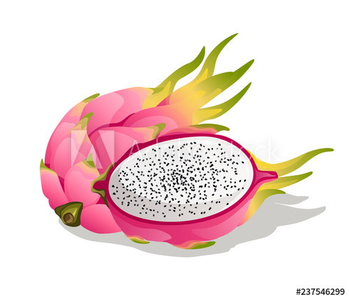 500x429 Dragon Fruit Vector Illustration