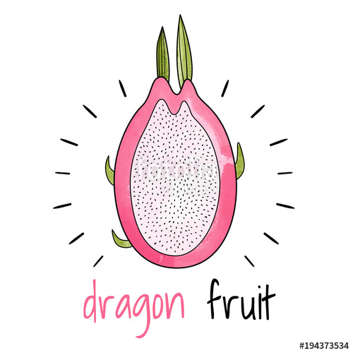 500x500 Watercolor Dragon Fruit Vector Illustration Stock Image