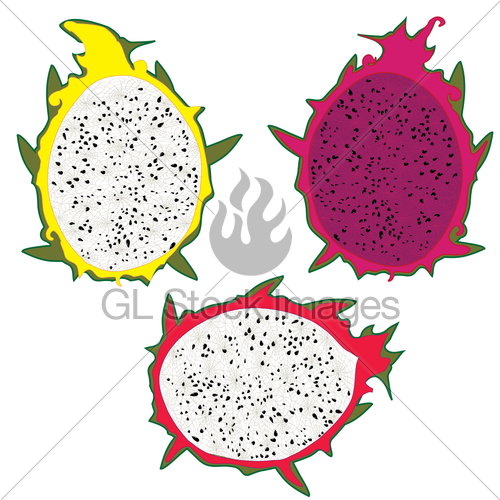 500x500 Dragon Fruit Vector Illustration On White Background Gl Stock Images