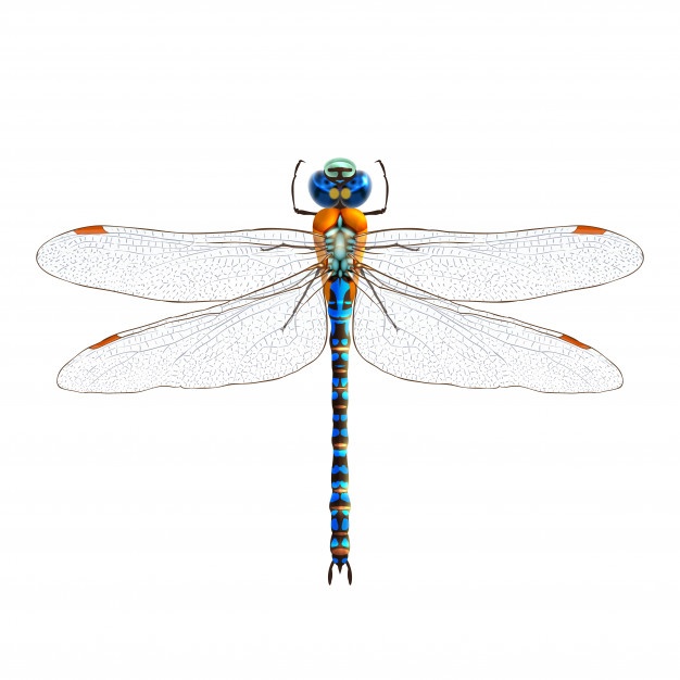 626x626 Dragonfly Vectors, Photos And Free Download