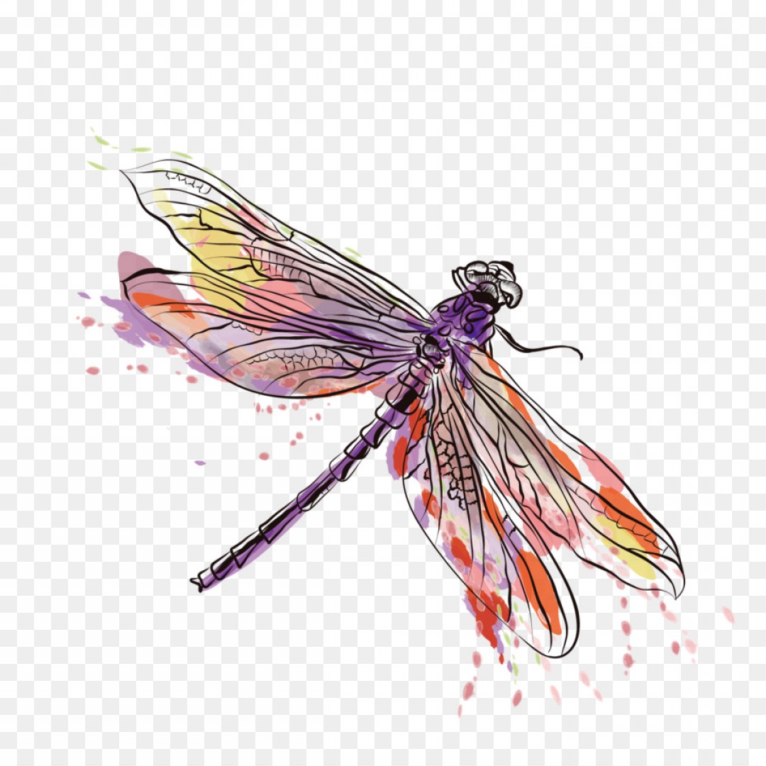 Dragonfly Vector at Vectorified.com | Collection of Dragonfly Vector ...