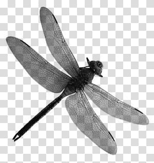 300x318 Dragonfly Vector Transparent Background Png Cliparts Free Download