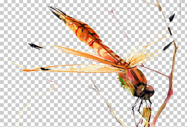 728x496 Beetle Dragonfly Yellow Png, Clipart, Animal, Arthropod, Dragonfly