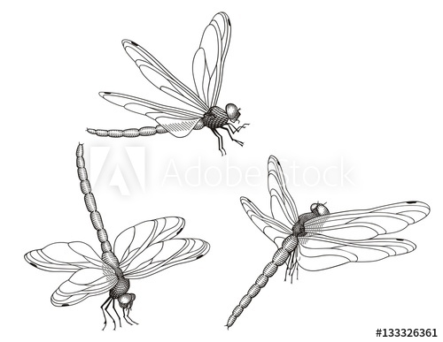 500x387 Dragonfly Vector