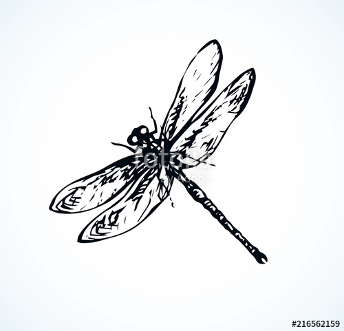 500x481 Dragonfly Vector Drawing Stock Image And Royalty Free Vector