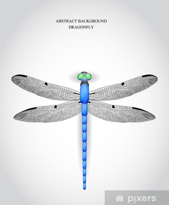 578x700 Dragonfly Vector Illustration Wall Mural