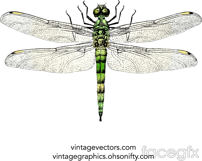 800x638 Life Like Painted Dragonfly Vector Over Millions Vectors, Stock