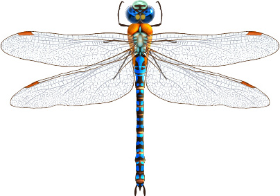 404x283 Realistic Dragonfly Vector Free Vector In Encapsulated Postscript
