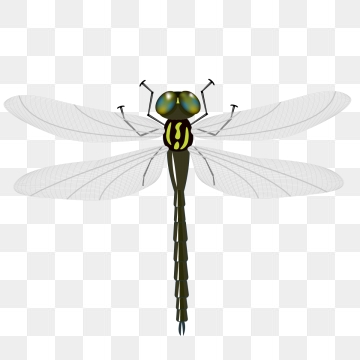 360x360 Dragonfly Png, Vector, And Clipart With Transparent