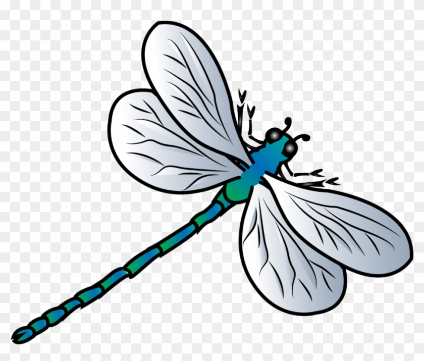 840x715 Dragonfly Vector