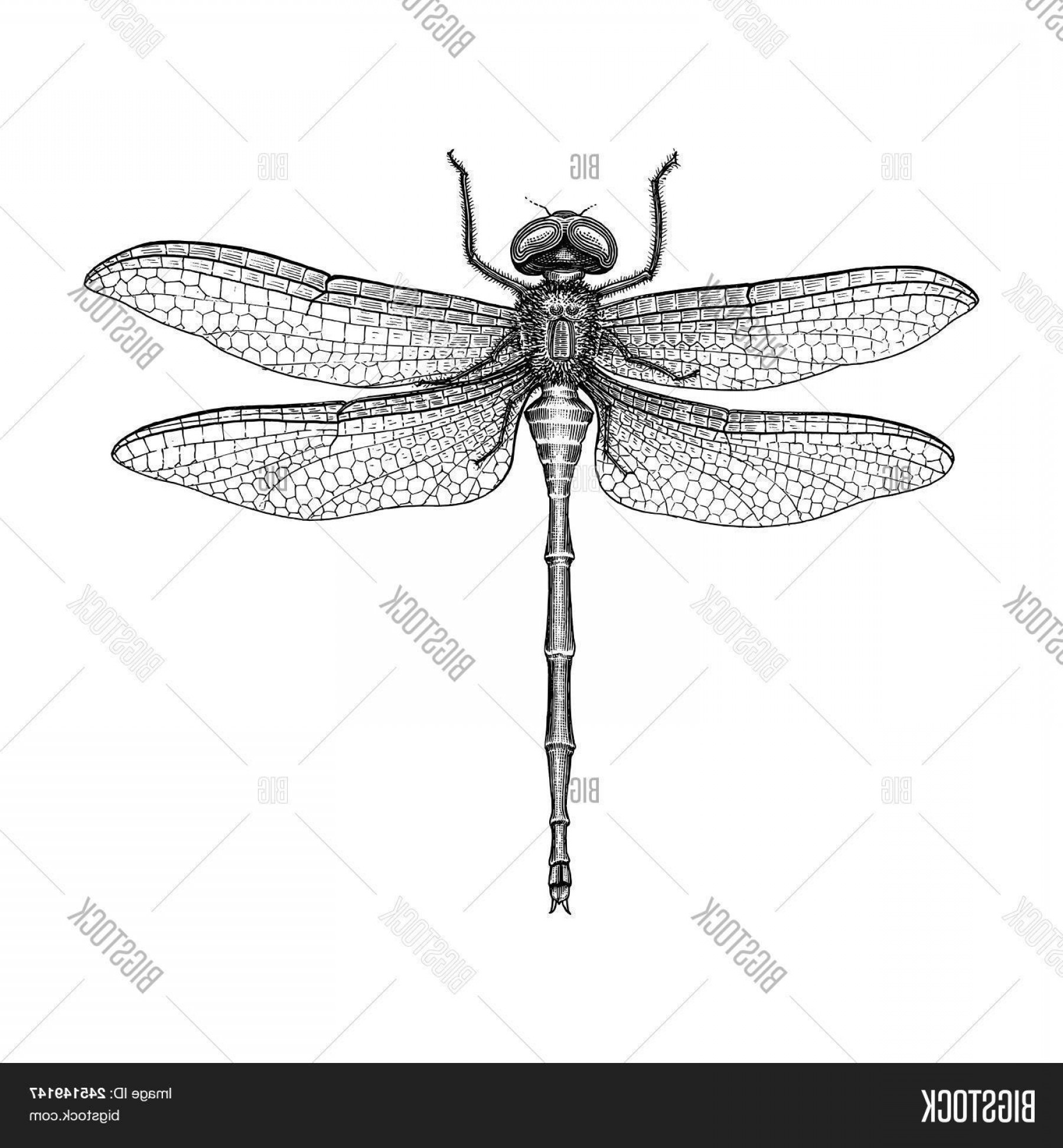 1800x1944 Dragonfly Vector Clip Art Hoodamathrun