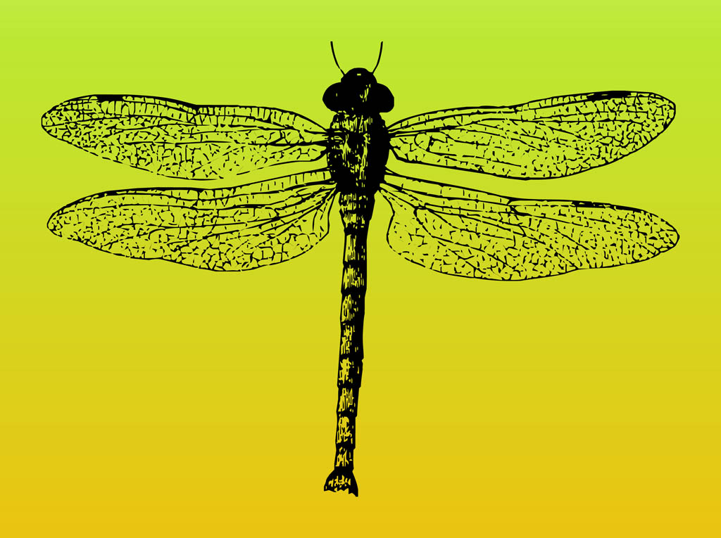 1024x765 Dragonfly Vector Vector Art Graphics