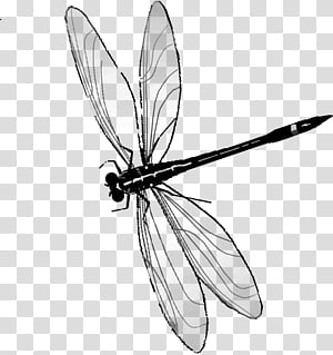300x319 Dragonfly Vector Transparent Background Png Cliparts Free Download