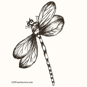 300x300 Free Dragonfly Vector Art