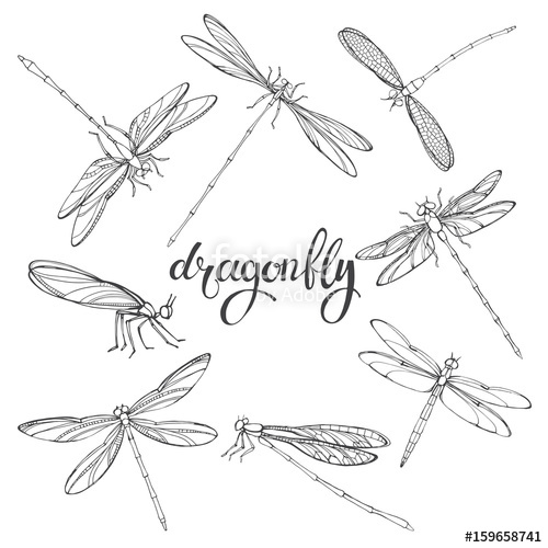 500x500 Dragonfly Vector Contour Illustration On White Background