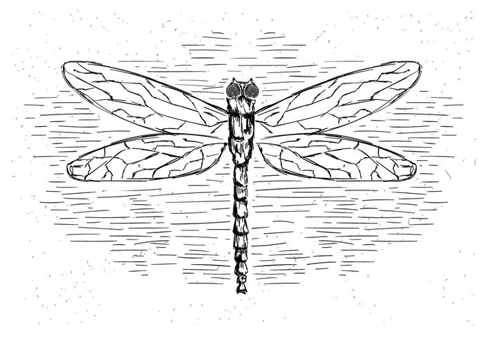 700x490 Free Vector Dragonfly Illustration