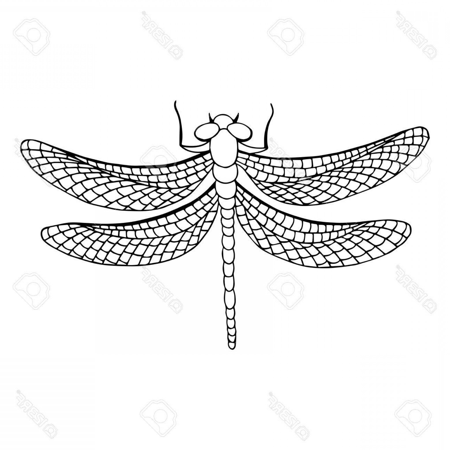 1560x1560 Photostock Vector Dragonfly Insect Graphic Art Black White