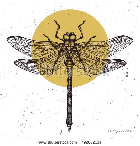 450x470 Vector Illustration Of Hand Drawn Dragonfly Vintage Insects