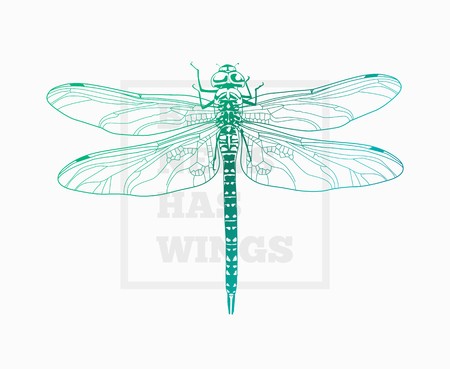 450x369 Insect Dragonfly Vector Art Royalty Free Vector Graphics